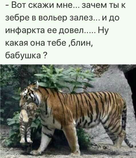 Вот скажи мне зачем тык зебре в вольер залез и до инфаркта ее довел какая она тебе блин бабушка