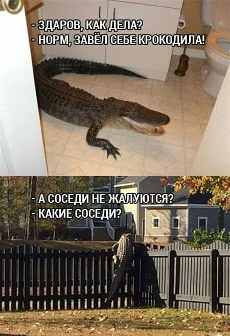здмчвв нарм 6555 1 КАКИЕ СОСЕДИ _і_ _ і 1 Щ чип мин шип