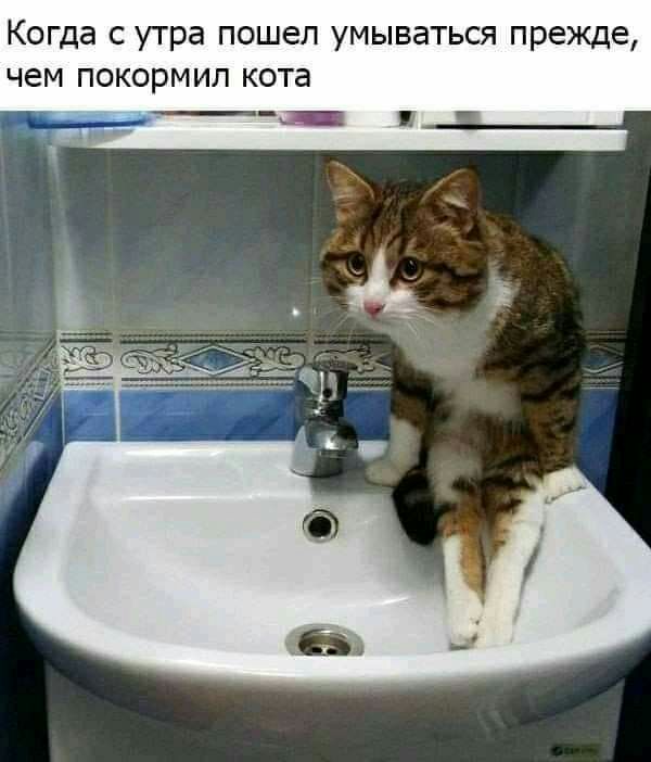 Когда с утра пошел умываться прежде чем покормип кота __
