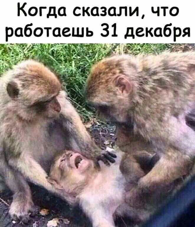 Когда сказали что работаешь 31декабря