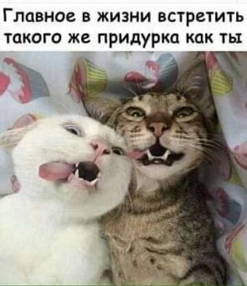 Главное в жизни встретить такого же придурка как ты
