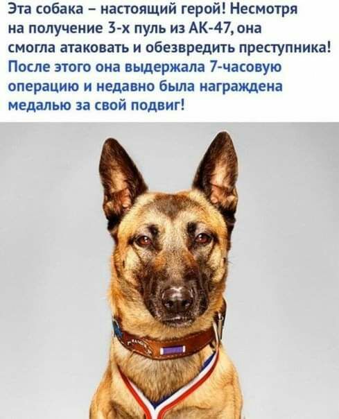 Эта собака настоящий герой Несмотря на получение 3х пуль из АК 47 она смогла атаковать и обезвредить преступника После этого она выдержала 7 часовую операцию и недавно была награждена медалью за свой подвиг