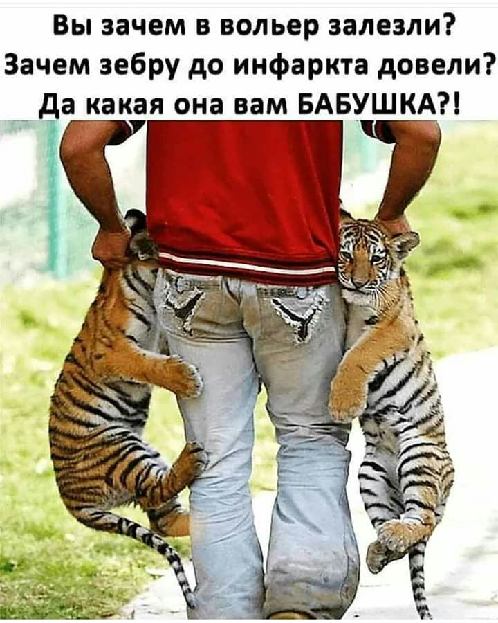 Вы зачем в вольер залезли Зачем зебру до инфаркта довели да какая она вам БАБУШКА