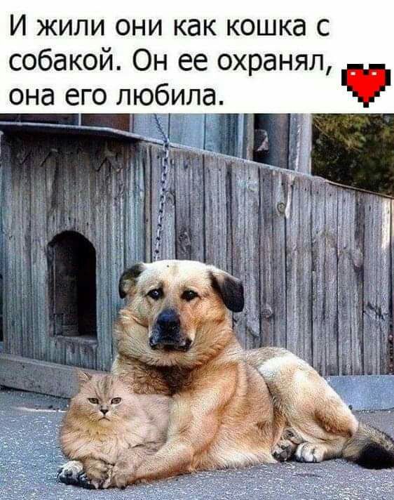 И жили они как кошка с собакой Он ее охранял она его любила