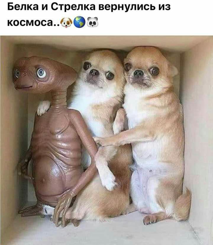 Белка и Стрелка вернулись из космоса39