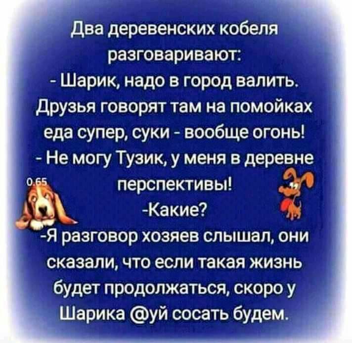 Два деревенских кобеля разговаривают Шарик надо в город валить Друзья говорят там на помойках еда супер суки вообще огонь Не могу Тузик у меня в деревне перспективы Какие Я разговор хозяев слышал они сказали что если такая жизнь будет продолжаться скоро у Шарика уй сосать будем