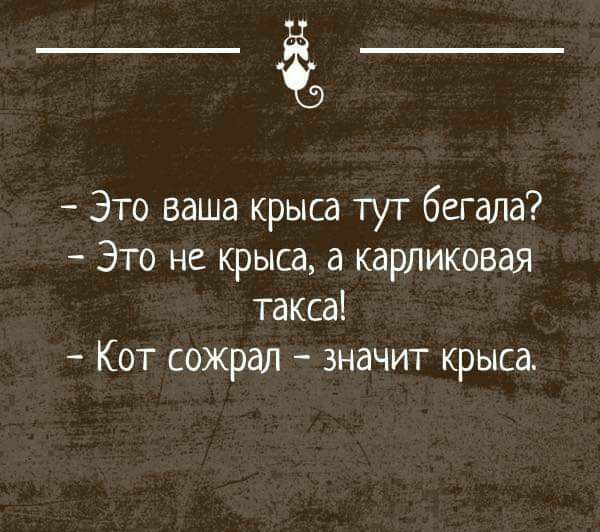 Это ваша крыса тут бегала Это не крыса а карликовая такса Кот сожрал значит крыса