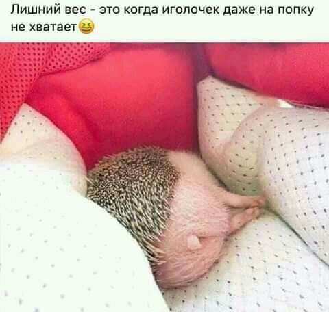 ЛИШНИЙ вес ЭТО КОГда ИГОЛОЧеК дЭЖЕ На ПОПКУ не хватает