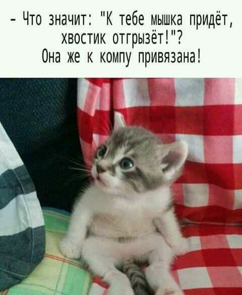 Что значит К тебе мышка придёт хвостик оттрызет Она же к компу привязана