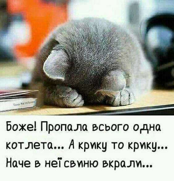 Боже Пропала всього одна котлета А крику то крику Наче в неТ свиню вкрали