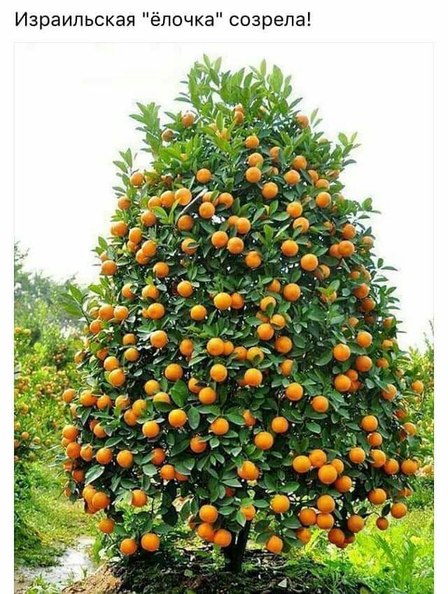Израильская ёлочка созрела