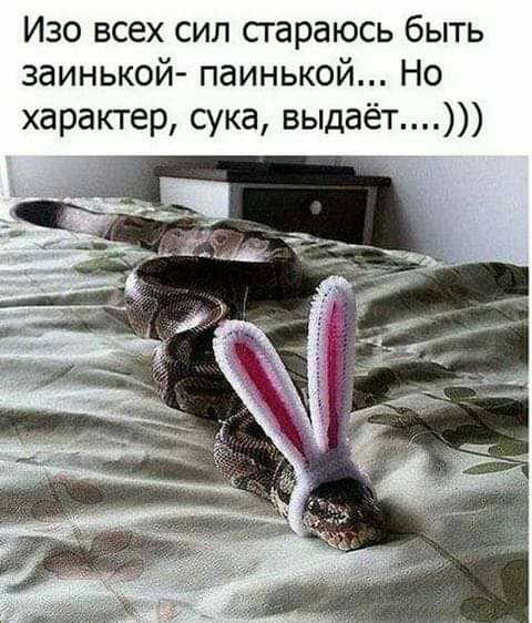 Изо всех сил стараюсь быть заинькой паинькой Но характер сука выдаёт