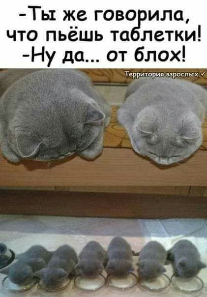 Ть1 же гово ила что пьёшь та летки Ну до от блох Терригариядзраслых