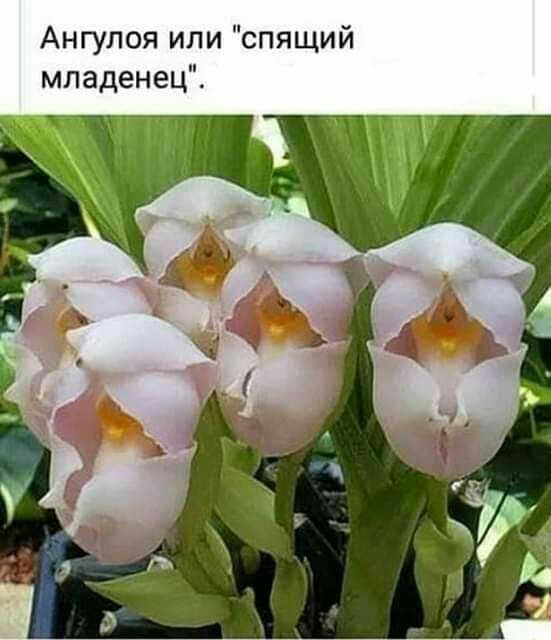 Ангулоя или спящий младенец