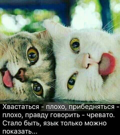 Хвастаться плохо приб плохо правду говорить чревато Стало быть язык только можно показать