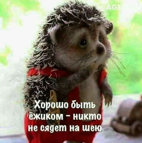 сяает на ше