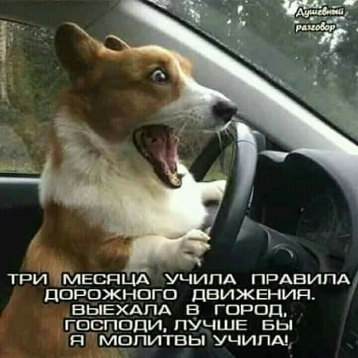 три меспцд учипд ПРАВИЛА дорожного движения выехдпд в город поспоццпуцшв вы пізаопитвы учипм