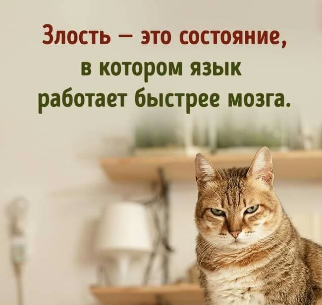 Злость это состояние в котором язык работает быстрее мозга
