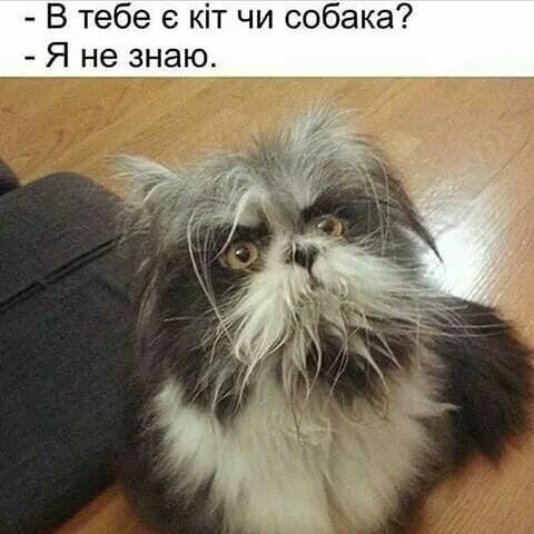 В тебе кіт чи собака Я не знаю