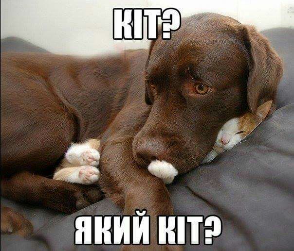 ЯНИЙ ШТ