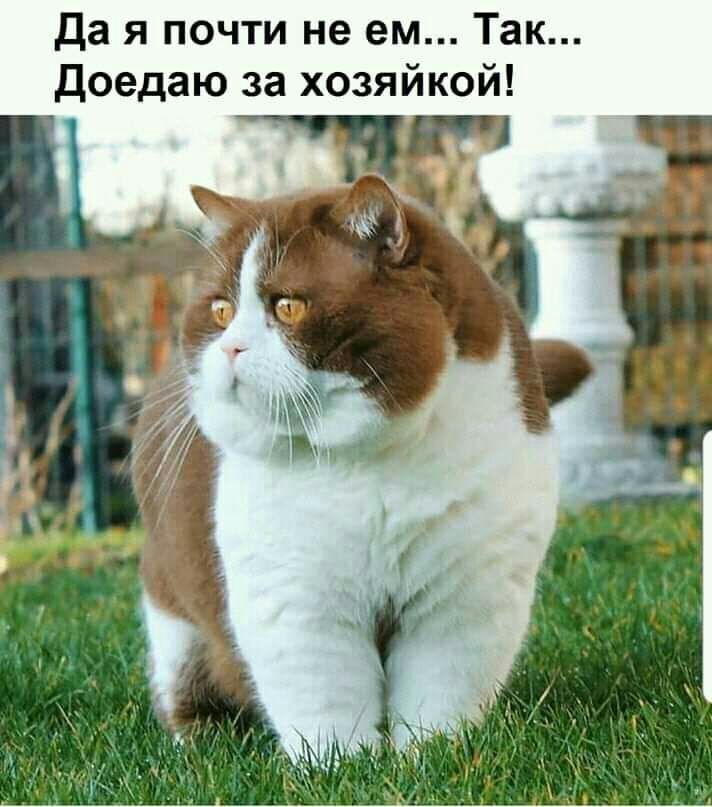 Да я почти не ем Так доедаю за хозяйкой