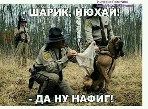 рип А т ДАН