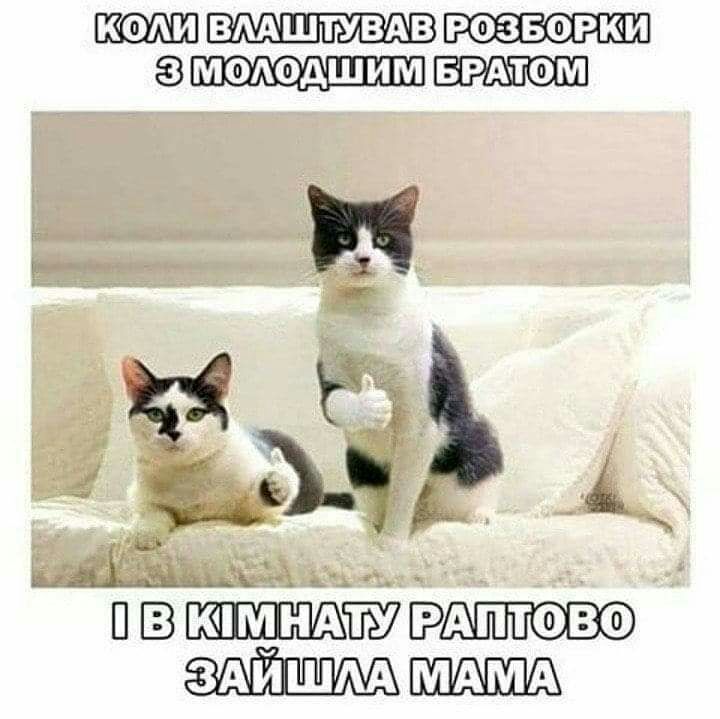 КОАИ ВМШТУВАВ РОЗБОРКИ МФАОДШИМ БРАПОМ щ ПВЕА