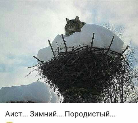Аист Зимний Породистый