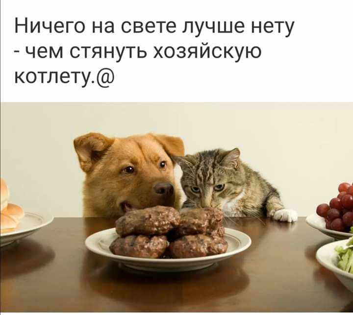 Ничего на свете лучше нету чем стянуть хозяйскую котлету