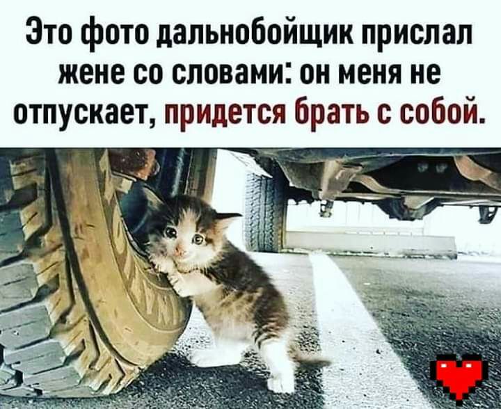 Это фото дальнобойщик прислал жене со словами он меня не отпускает придется брать с собой