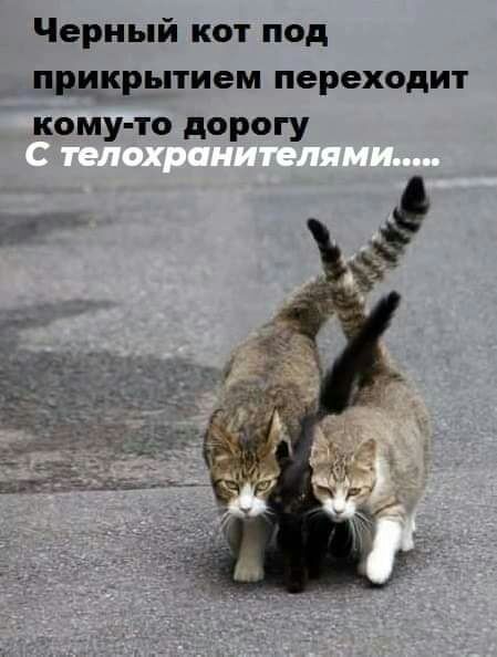 Черный кот под прикрытием переходит кому то дорогу