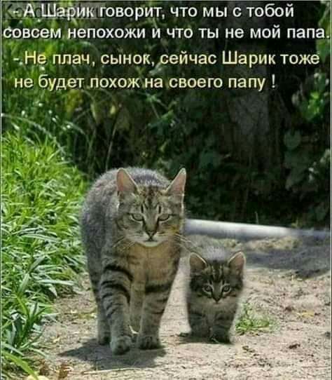 юрщ что мы с тобой совсемнепохожи 0 что ты не мой папа НЁ ппіач сынок дейчас Шарик тоже и не будетлохож а своего папу