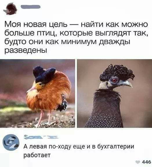 п Моя новая цель найти как можно больше птиц которые выглядят так будто они как минимум дважды разведены А левая походу еще и в бухгалтерии работает