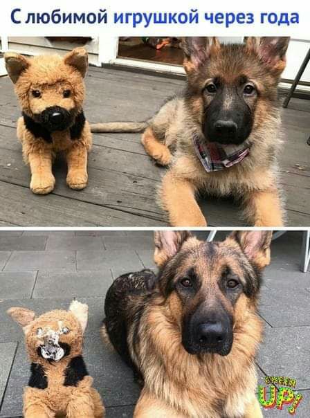 Слюбимой игрушкой через года