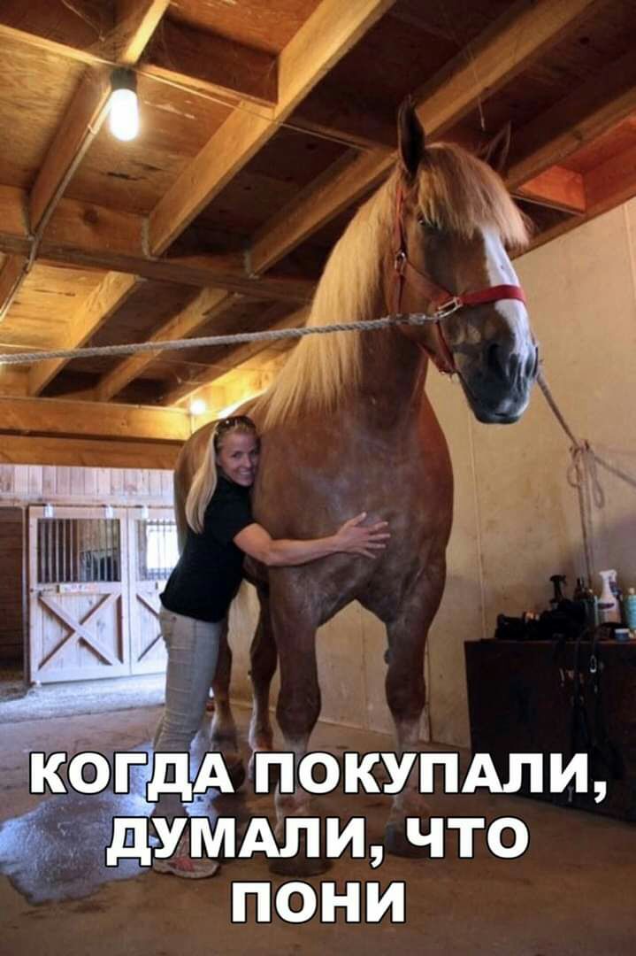 ког гдА покупдли думдли что пони