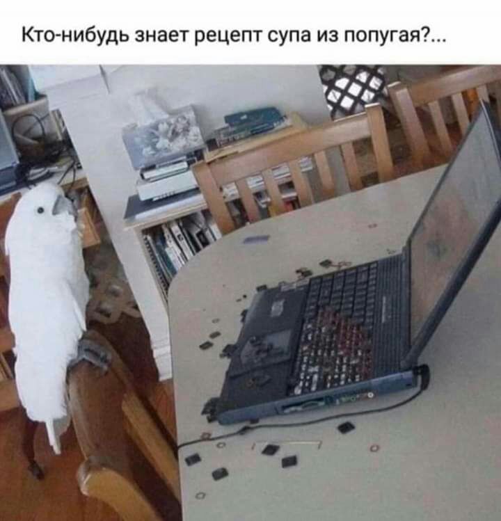 Ктонибудь знает рецепт супа из попугая