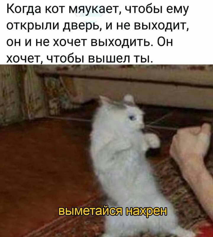 Когда кот мяукает чтобы ему открыли дверь и не выходит он и не хочет выходить Он хочет чтобы вышел ты