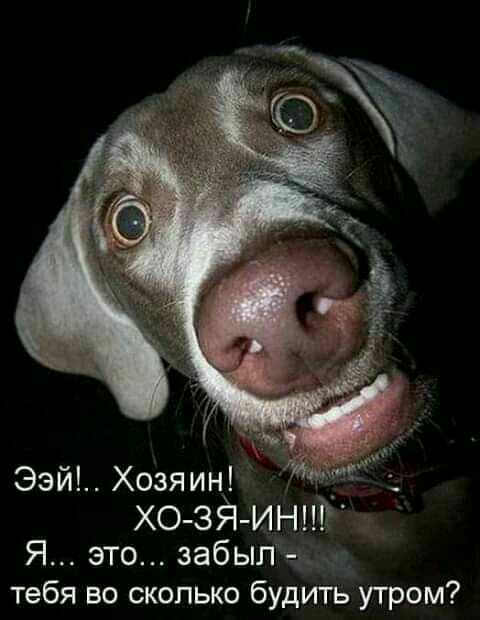 Ээй Хозяин хо зя инпР Я это забыли _ тебя во сколько будить утром