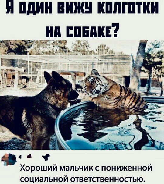 я пдин иижн кппгптки нп пппкн Хороший мальчик с пониженной социальной ответственностью