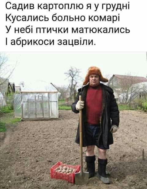 Садив картоплю я у грудні Кусались больно комарі У небі птички матюкались абрикоси зацвіли