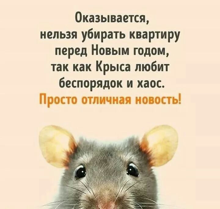 Оказывается нельзя убирать квартиру перед Новым годом так как Крыса любит беспорядок и хаос Просто от новость