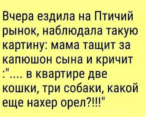 Вчера ездила на Птичий рынок наблюдала такую картину мама тащит за капюшон сына и кричит в квартире две кошки три собаки какой еще нахер орел