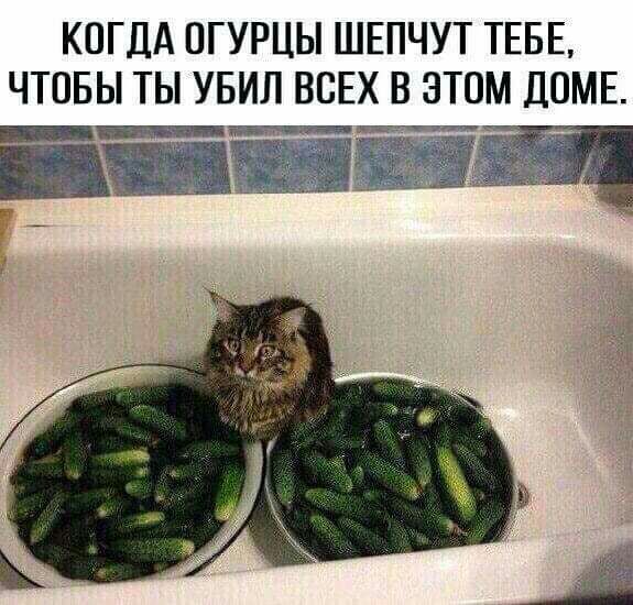 КОГДА ПГУРЦЫ ШЕПЧУТ ТЕБЕ ЧТОБЫ ТЫ УБИЛ ВСЕХ В ЭТОМ ДОМЕ