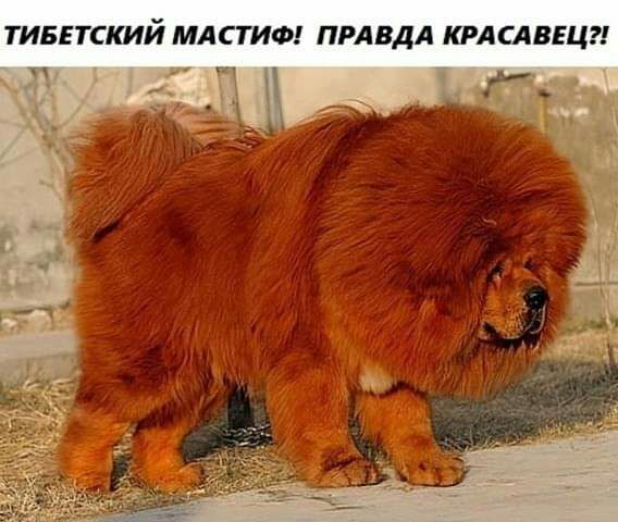 ТИБЕТСКИЙ МАСТИФ ПРАВДА КРАСАВЕЦ и