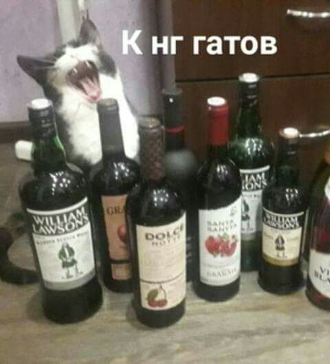 НГ гатов
