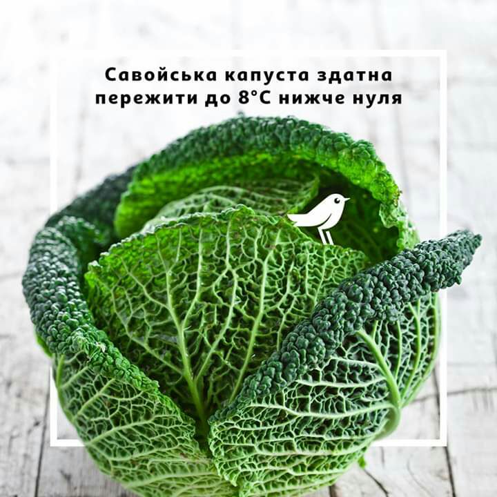 Савойська капуста здатиа пережити до 8С нижче нуля