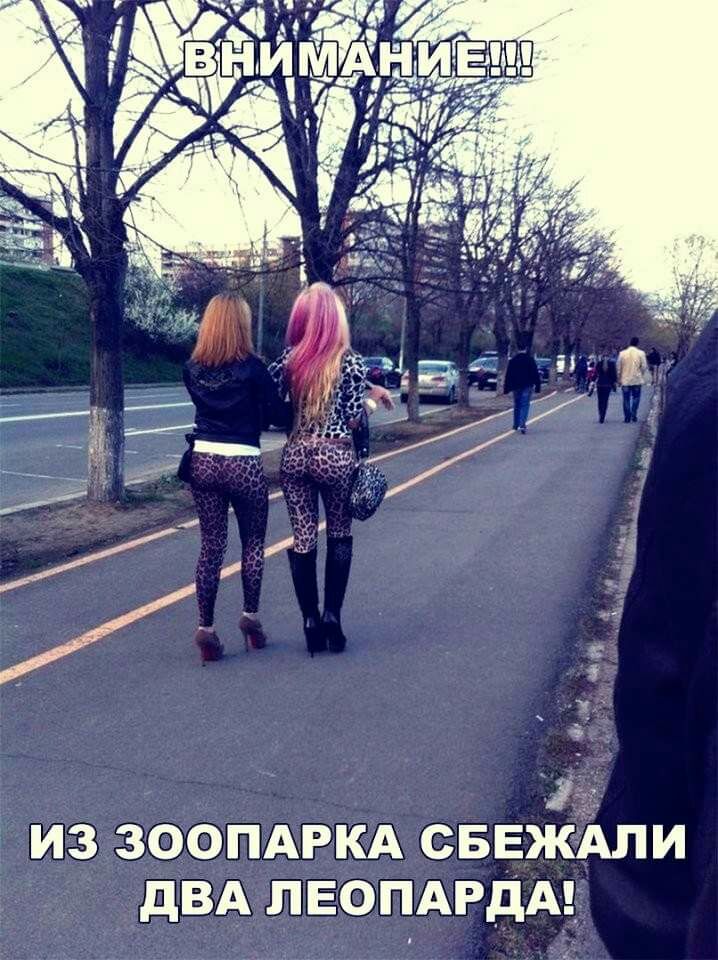 ИЗ ЗООПАРКА СБЕЖАПИ дВА ЛЕОПАРДА
