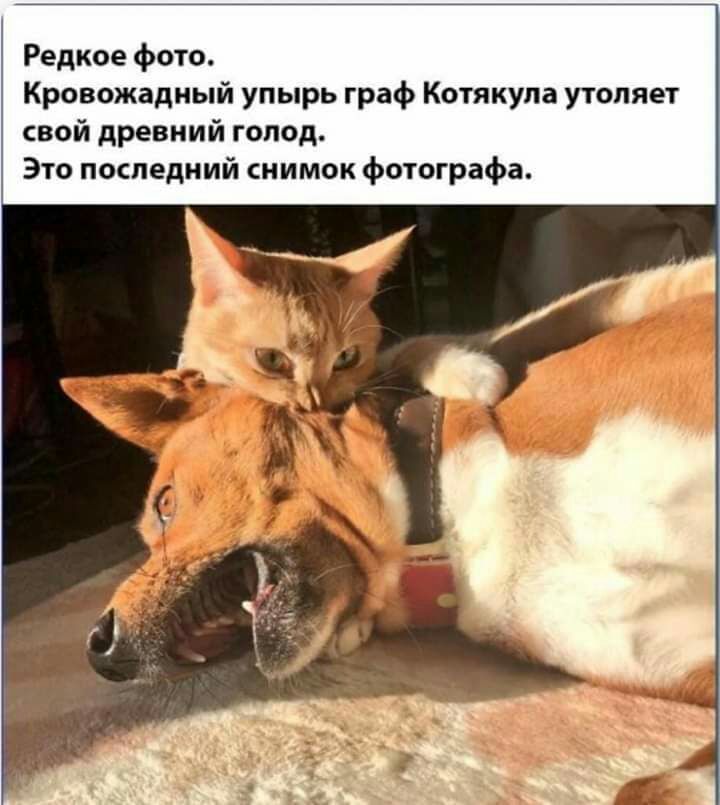 Редкое фото Кровожадный упырь граф Котякула утоляет свой древний голод Это последний снимок фотографа