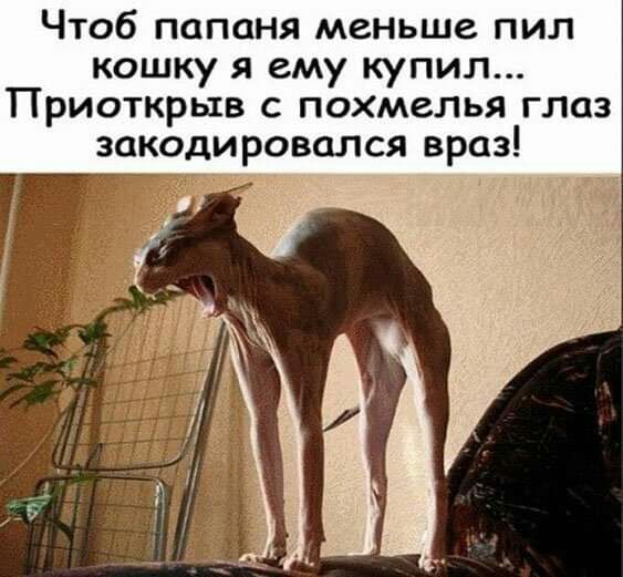Чтоб папаня меньше пил кошку я ему купил Приоткрыв с похмелья глаз закодировался враз