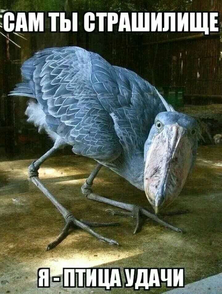 дм ты етгпшипиш ч _